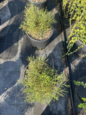SARCOPOTERIUM SPINOSUM