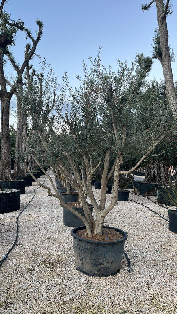 OLEA EUROPEA SYLVESTRIS