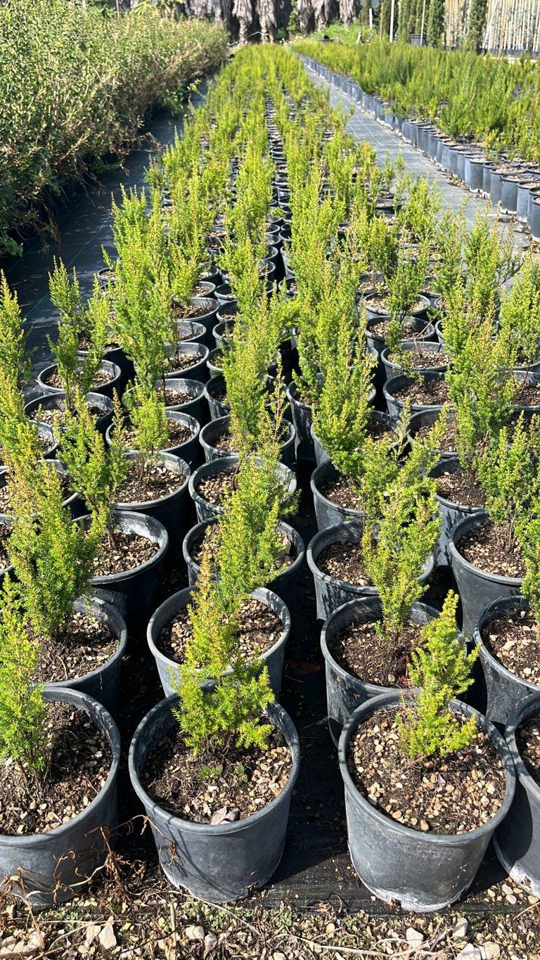 ERICA ARBOREA