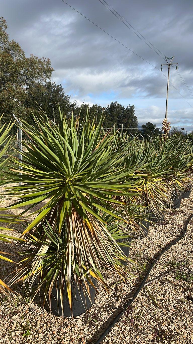 YUCCA GLORIOSA