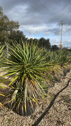 YUCCA GLORIOSA