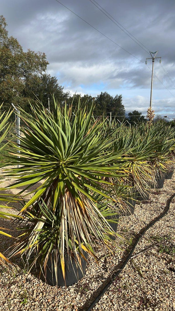 YUCCA GLORIOSA