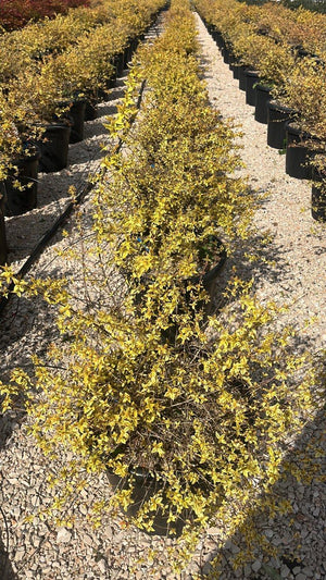 ABELIA X GRANDIFLORA KALEIDOSKOPE