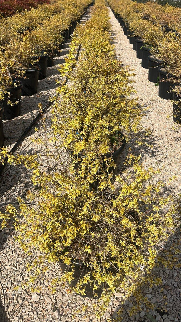 ABELIA X GRANDIFLORA KALEIDOSKOPE