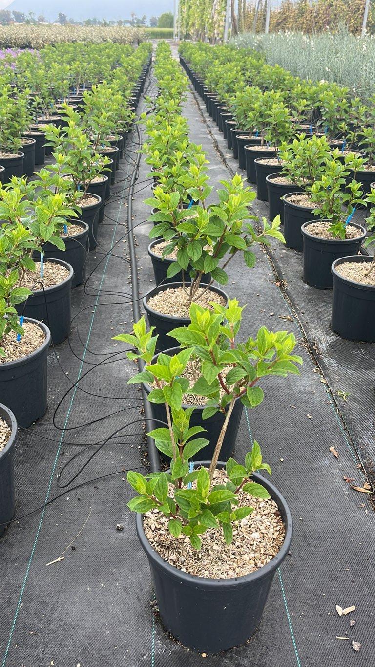 HYDRANGEA PANICULATA SILVER DOLLAR