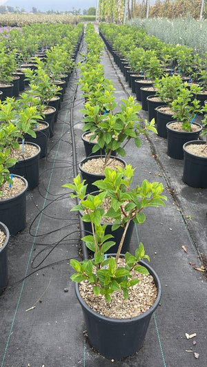 HYDRANGEA PANICULATA SILVER DOLLAR
