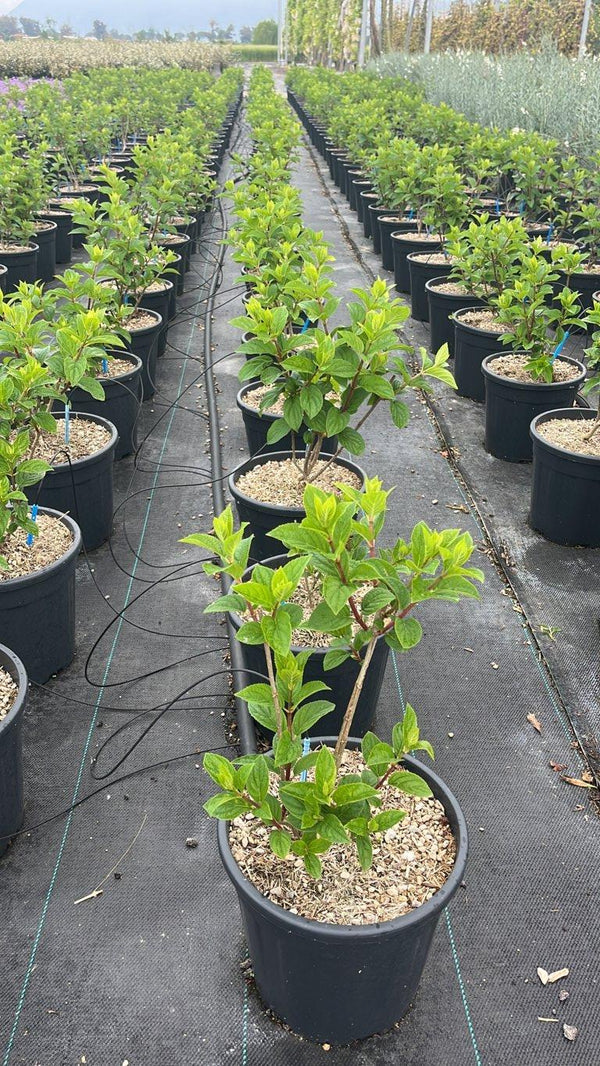 HYDRANGEA PANICULATA SILVER DOLLAR