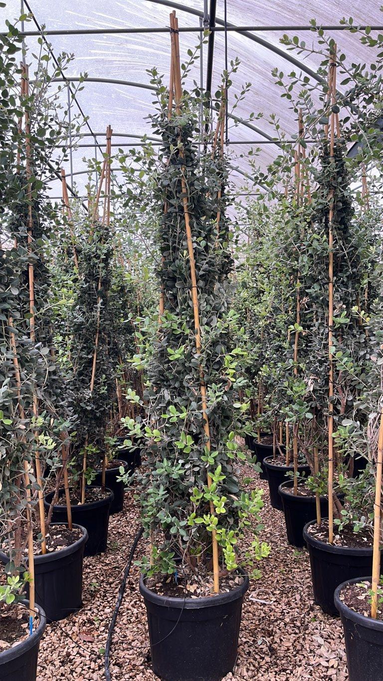 METROSIDEROS EXCELSA