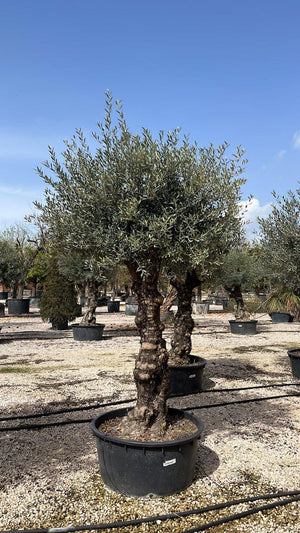 OLEA EUROPEA
