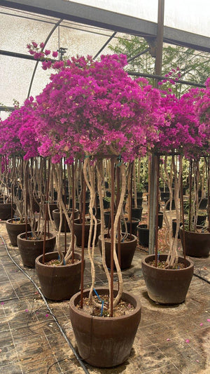 BOUGAINVILLEA SANDERIANA