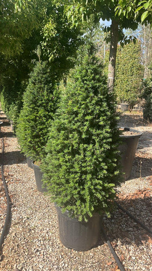TAXUS BACCATA