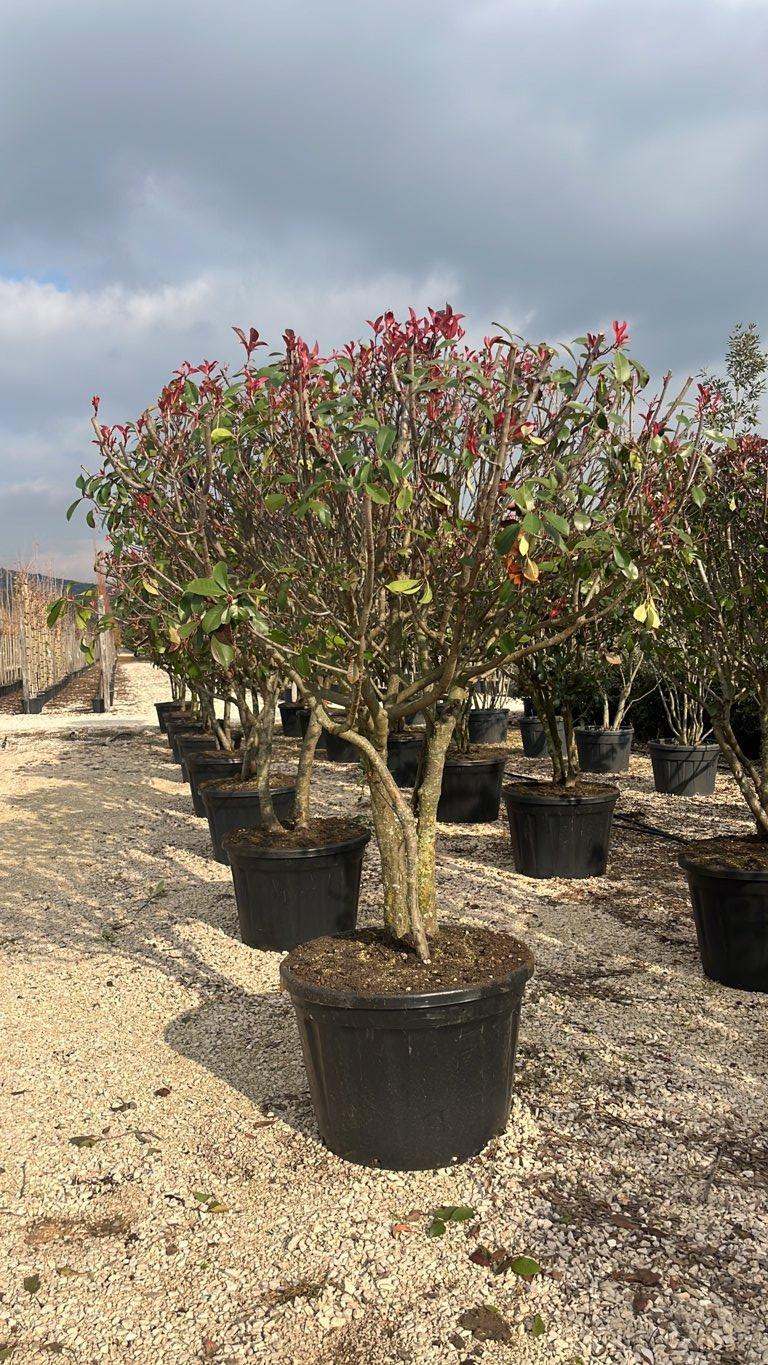 PHOTINIA X FRASERI RED ROBIN