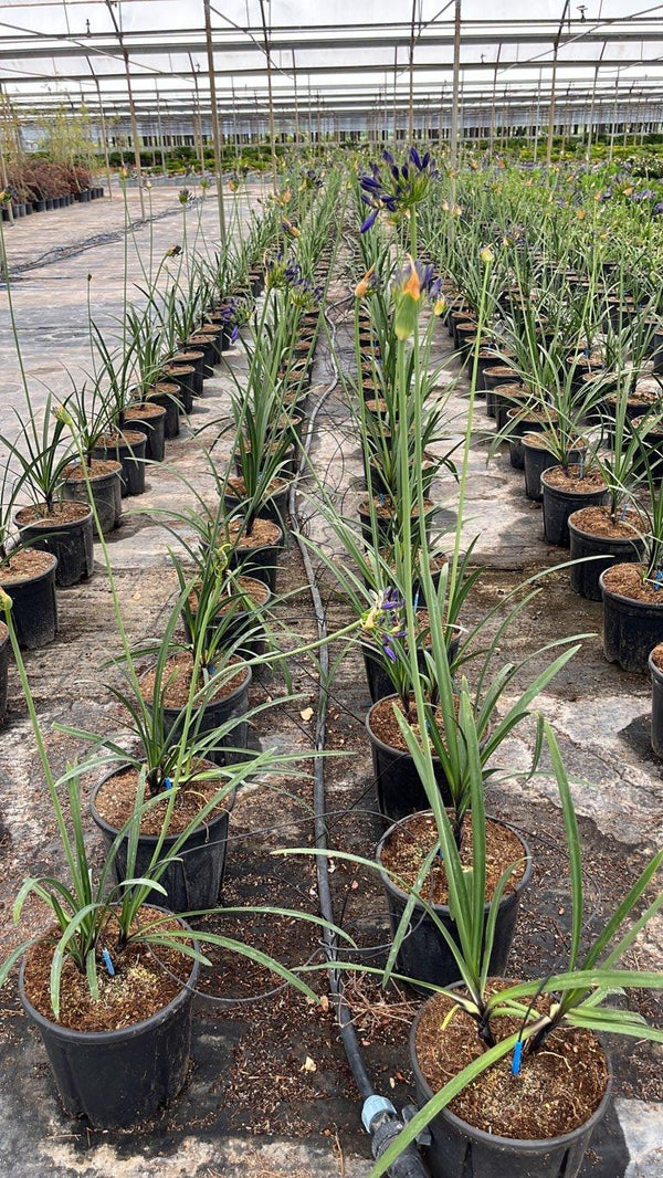 AGAPANTHUS NORTHERN STAR