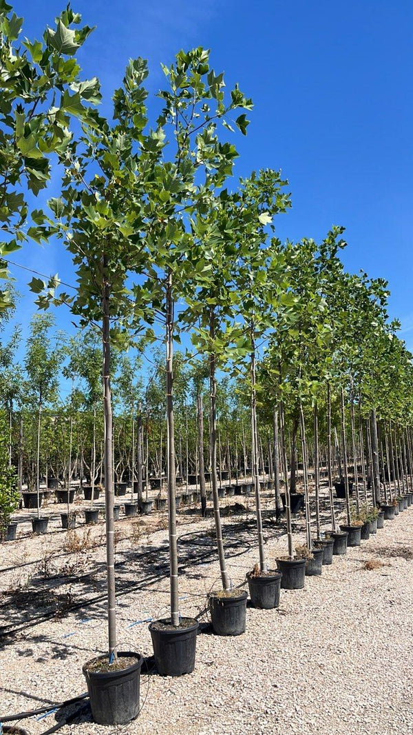 LIRIODENDRON TULIPIFERA