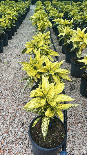 ACUBA JAPONICA CROTONIFOLIA