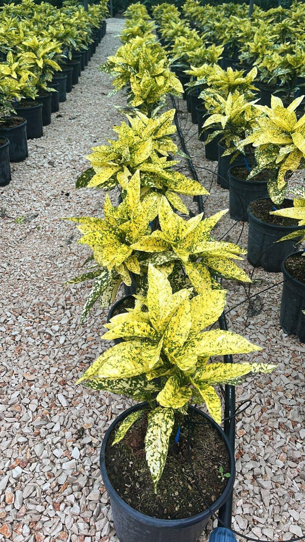 ACUBA JAPONICA CROTONIFOLIA