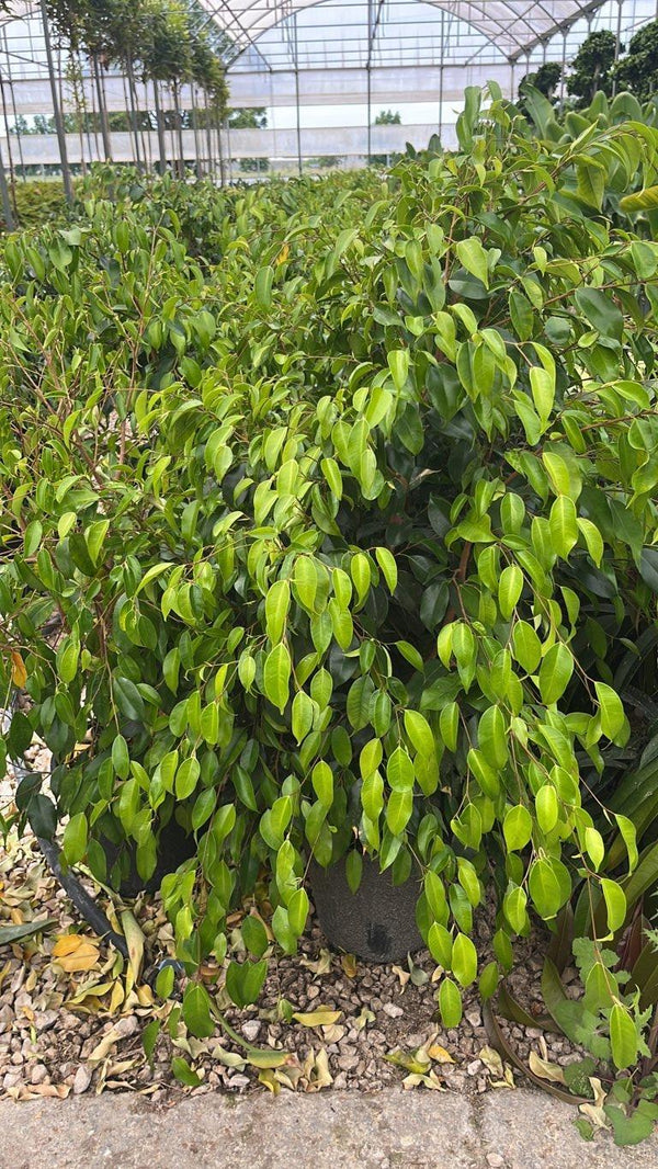 FICUS S. BENJAMINA DANITA