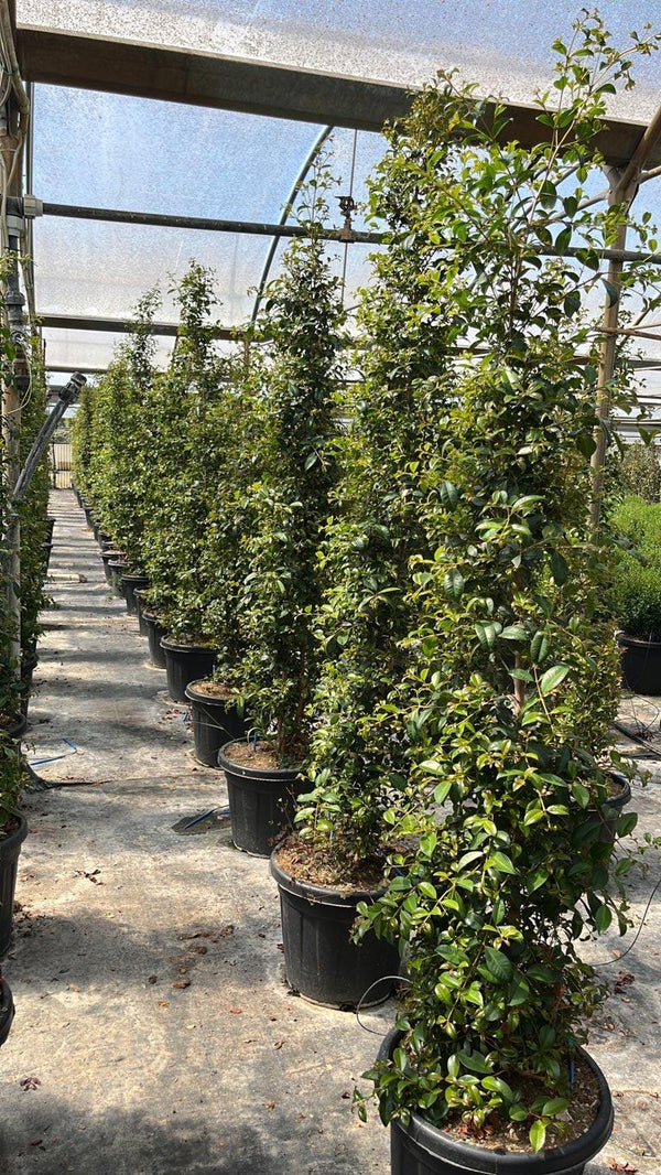 EUGENIA MYRTIFOLIA NEW PORT