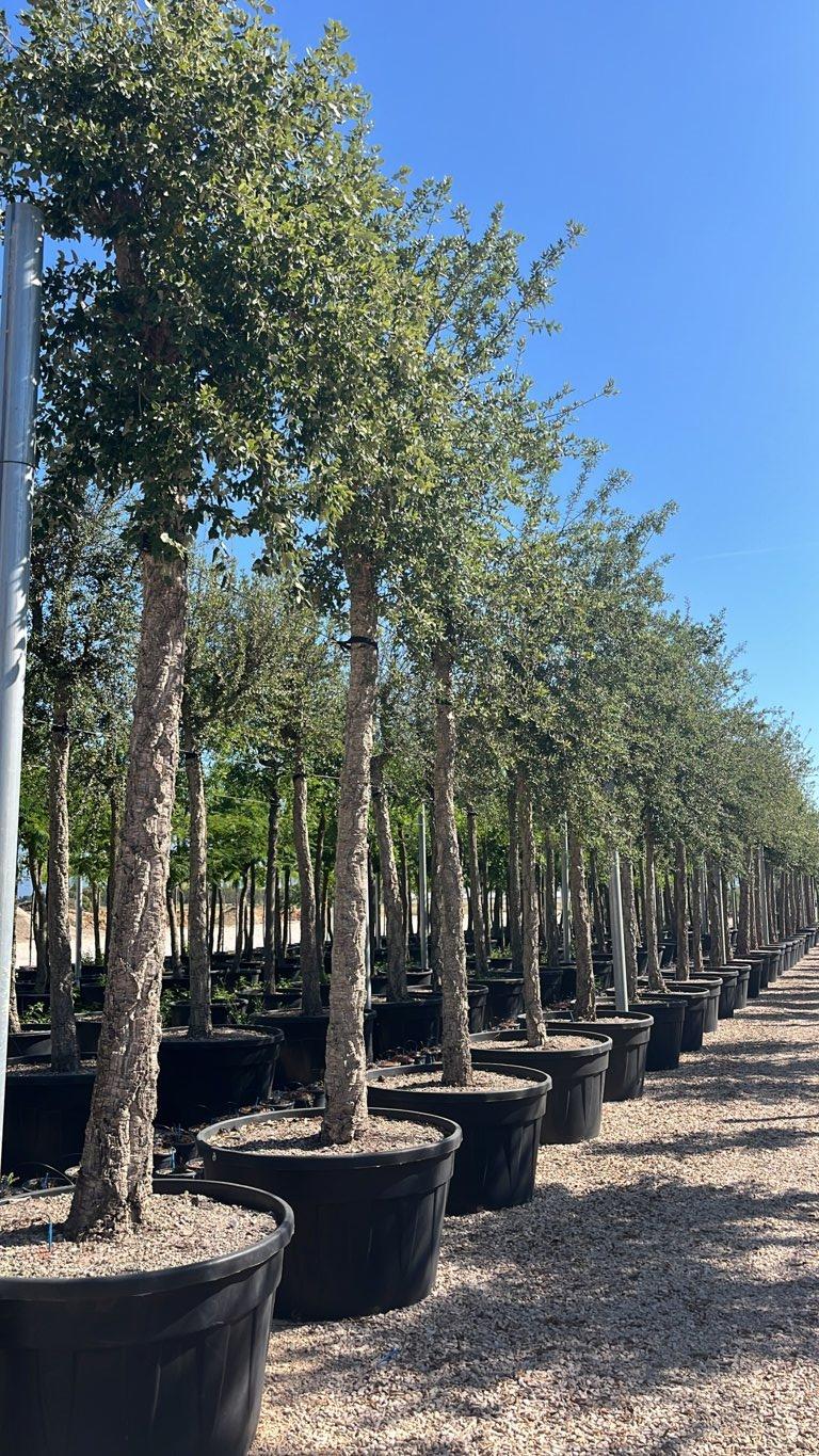 QUERCUS S. SUBER
