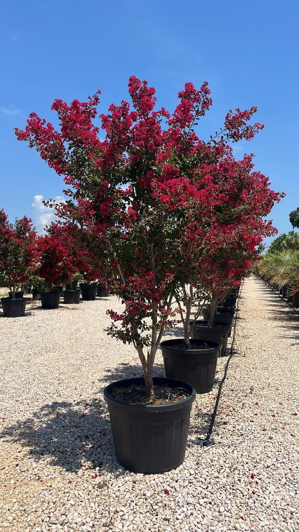 LAGERSTROEMIA INDICA PETITE RED