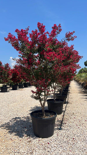 LAGERSTROEMIA INDICA PETITE RED