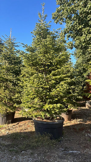 ABIES NORDMANNIANA
