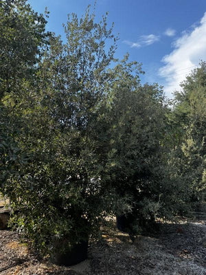 QUERCUS S. ILEX