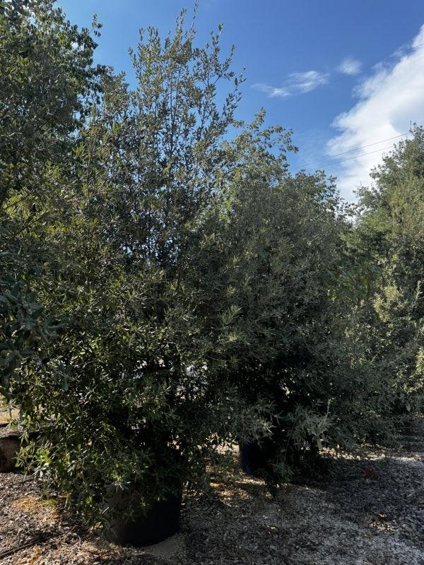 QUERCUS S. ILEX