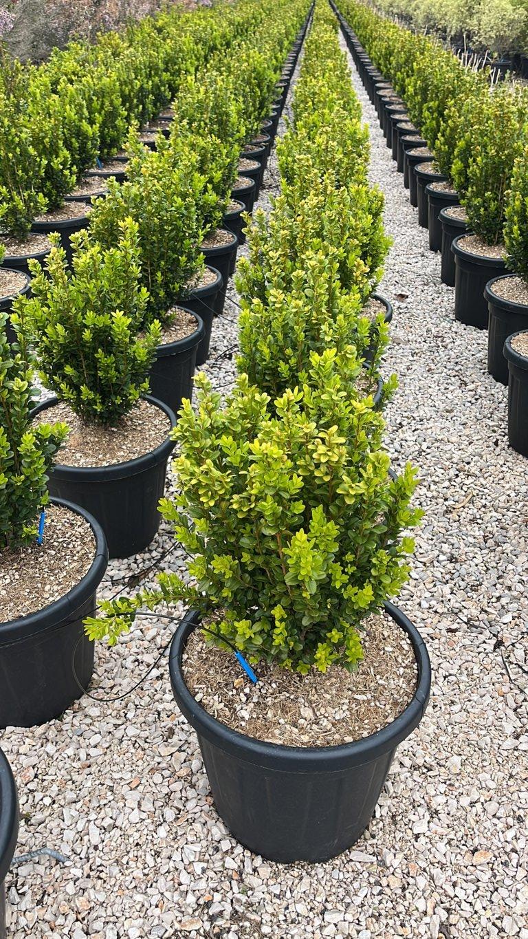 BUXUS SEMPERVIRENS