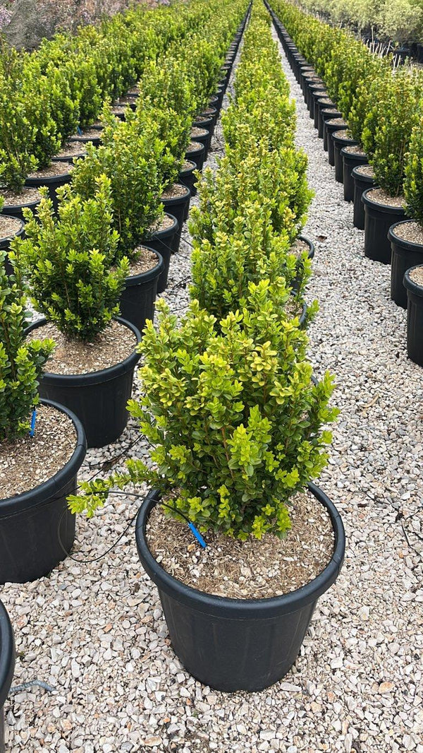 BUXUS SEMPERVIRENS