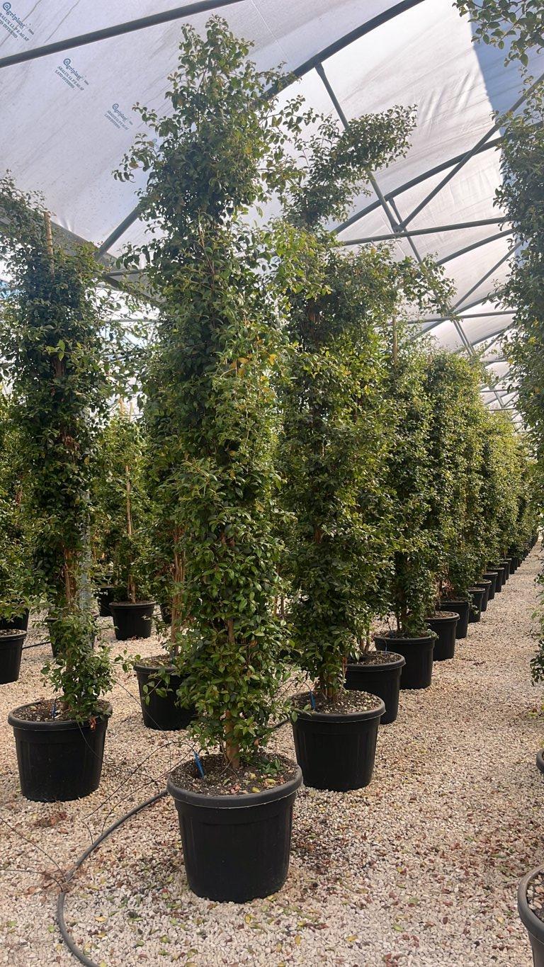 EUGENIA MYRTIFOLIA NEW PORT