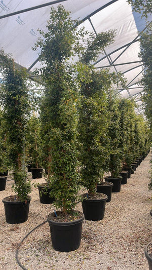 EUGENIA MYRTIFOLIA NEW PORT