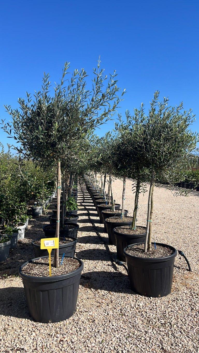 OLEA EUROPEA ITRANA