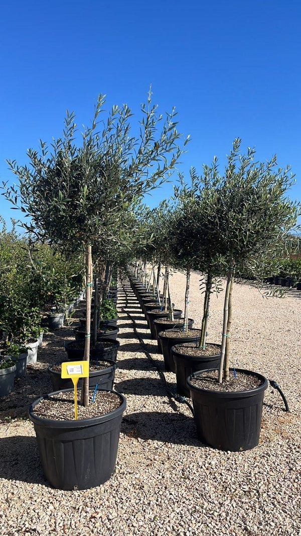 OLEA EUROPEA ITRANA