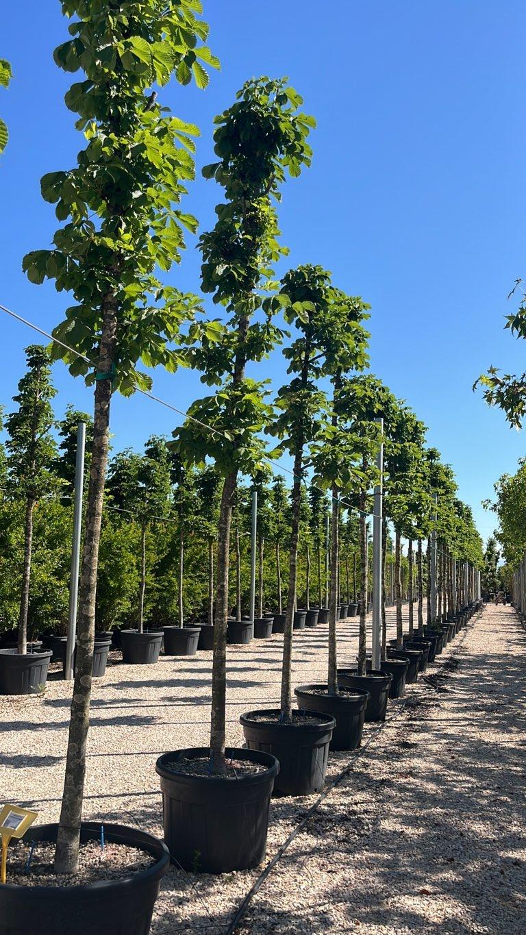 AESCULUS HIPPOCASTANUM