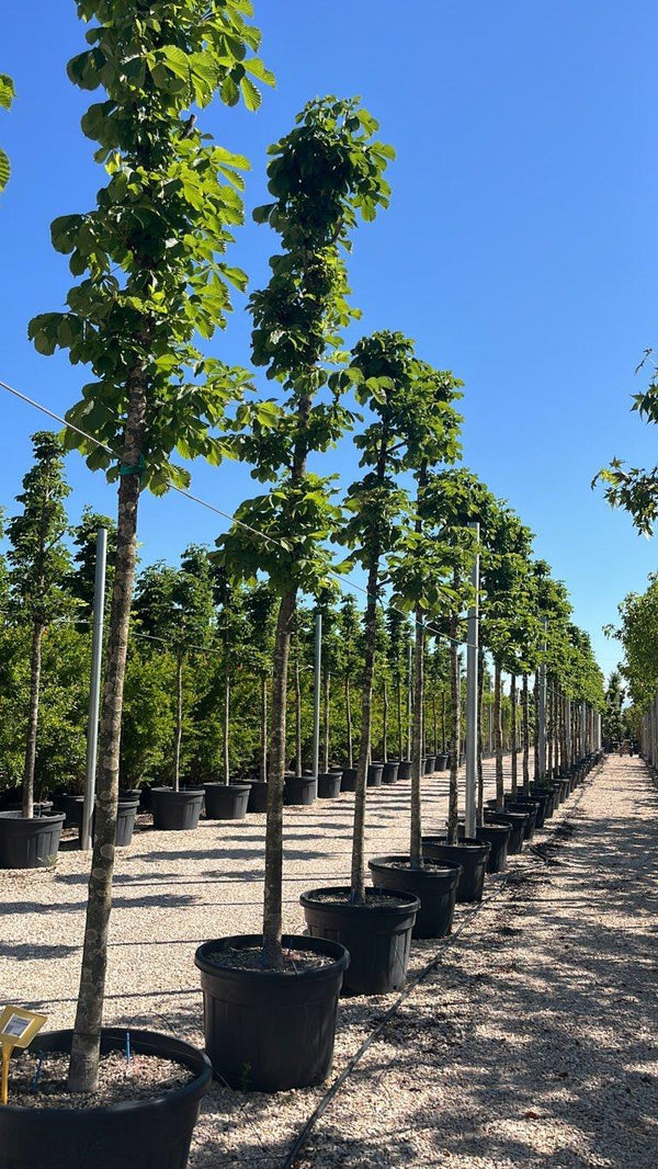 AESCULUS HIPPOCASTANUM