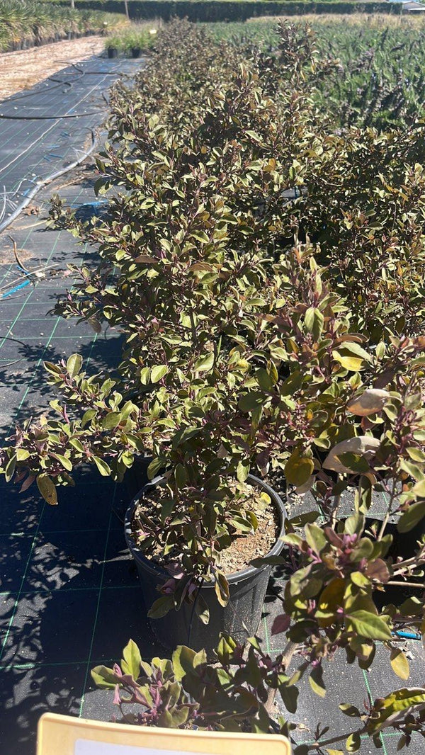 VITEX TRIFOLIA PURPUREA