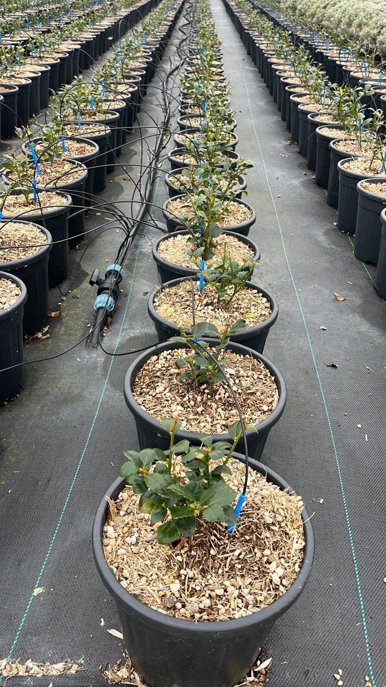 ILEX X MESERVEAE HECKENFEE