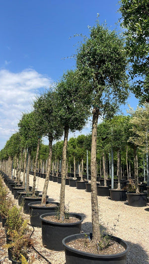 OLEA EUROPEA SYLVESTRIS