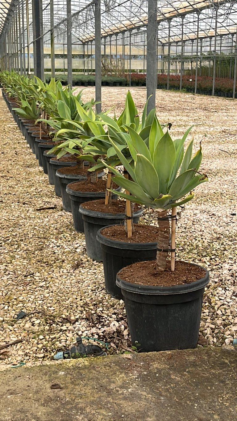 AGAVE ATTENUATA