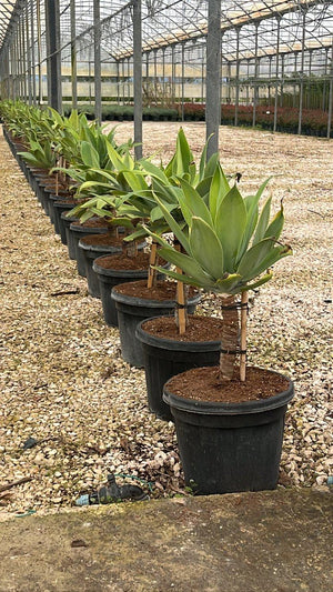 AGAVE ATTENUATA