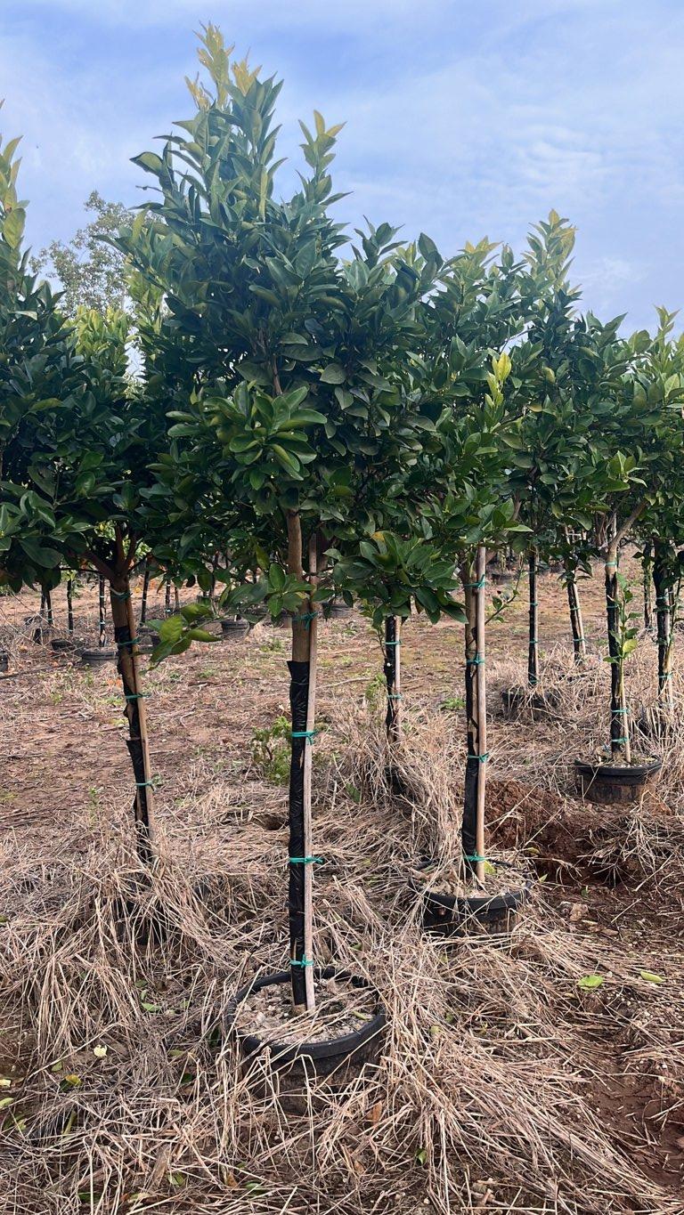 CITRUS SINENSIS NAVEL