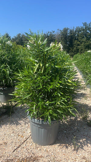 NERIUM OLEANDER BIANCO