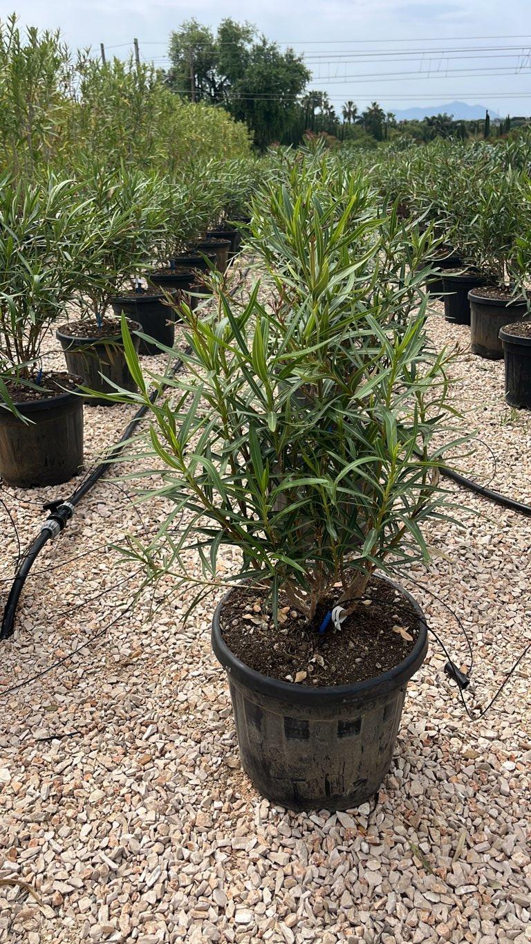 NERIUM OLEANDER TITO POGGI