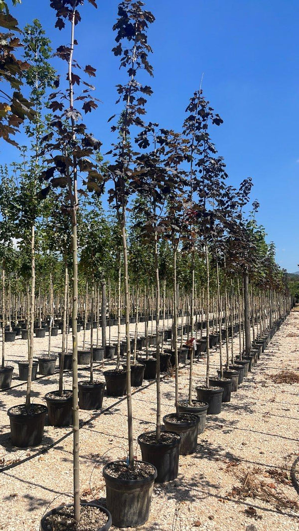 ACER PLATANOIDES ROYAL RED