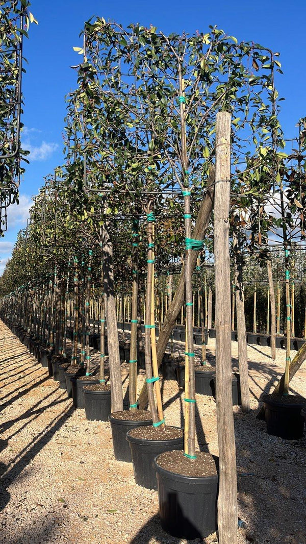 PHOTINIA X FRASERI RED ROBIN