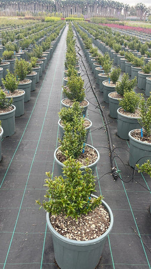 MYRTUS COMMUNIS MICROPHYLLA