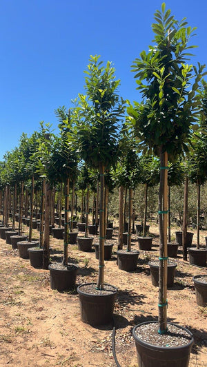 PRUNUS S. LAUROCERASUS NOVITA