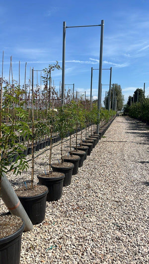 SORBUS DODONG