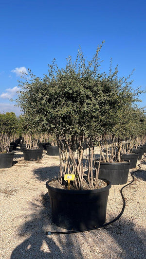 QUERCUS S. SUBER